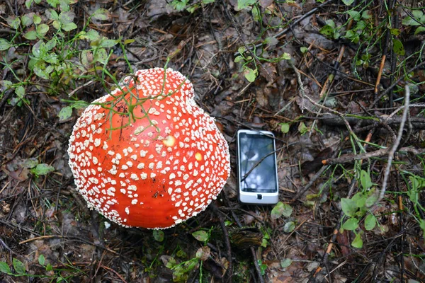 Telefon Komórkowy Leży Mokrym Liściu Lesie Pobliżu Czerwonego Jadowitego Grzyba — Zdjęcie stockowe