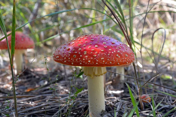 Close Cogumelos Toadstool Vermelho Manchado Brilhante Crescendo Floresta Grama Foco — Fotografia de Stock