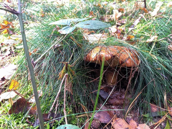 Nahaufnahme Eines Essbaren Pilzes Wald Der Pilz Wächst Unter Dem — Stockfoto
