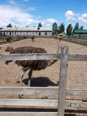 Devekuşu çiftliğindeki birkaç yetişkin devekuşu ahşap bir çitin arkasında mavi bir gökyüzüne karşı