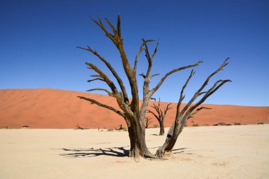 Çölün ortasında eski bir ağacın kuru gövdesi. Kum tepeciği ve mavi gökyüzü arkada. Çevresel susuzluk ve küresel ısınma