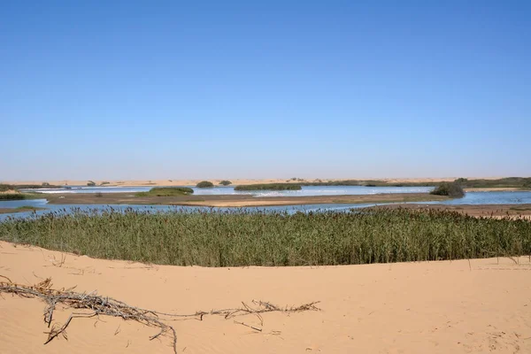 砂漠の沼の海岸は葦で覆われている 鳥は遠くに飛んでいる 環境脱水と地球温暖化 — ストック写真