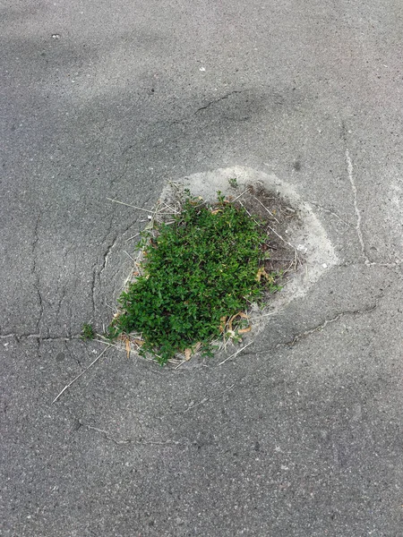 Taze Yeşil Çimenler Asfalt Yolda Bir Çatlakta Yetişir Üst Görünüm — Stok fotoğraf