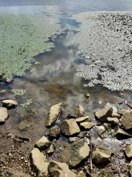 由于污水和污水的排放 这条河被污染了 在海岸附近 水已长满了植物 绿色模子中的石头 — 图库照片