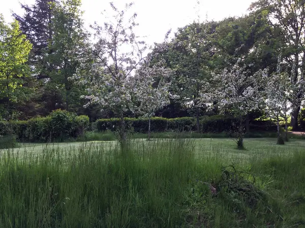 公园里开花的果树长满了明亮的枝条 美丽的夏季风景 — 图库照片