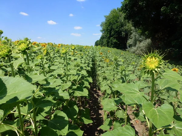 Landwirtschaftliches Feld Mit Reihen Reifender Sonnenblumenpflanzen Der Perspektive Rechts Die — Stockfoto