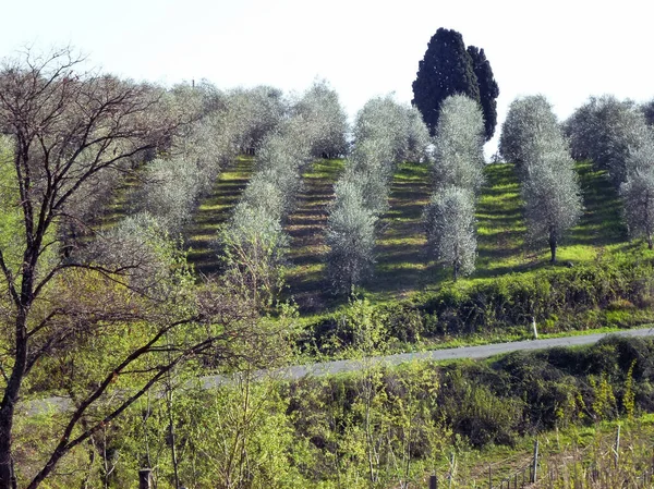 Rzędy Kwitnących Drzew Owocowych Ogrodzie Perspektywie Wzgórzu Przed Nimi Pusta — Zdjęcie stockowe