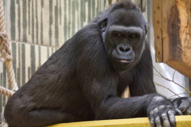 Genç bir erkek goril düşünceli bir şekilde hayvanat bahçesine bakıyor. Afrikalı hayvanlar tutsak.