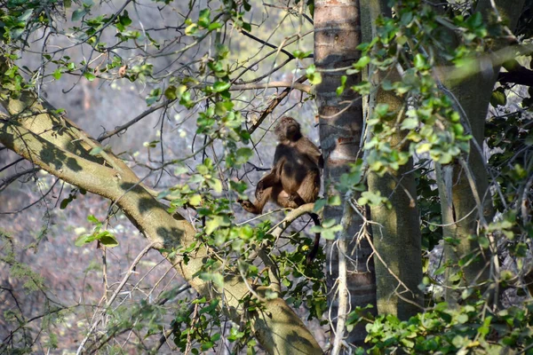 マカクは枝の間に木の上に座り 見上げています 背景がぼやけている 野生のアフリカの動物 — ストック写真