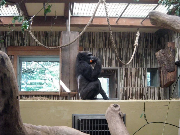 若い男性ゴリラは動物園の特別な居心地の良いエンクロージャに座り 朝食のためにニンジンを食べます 捕獲されたアフリカの動物 — ストック写真