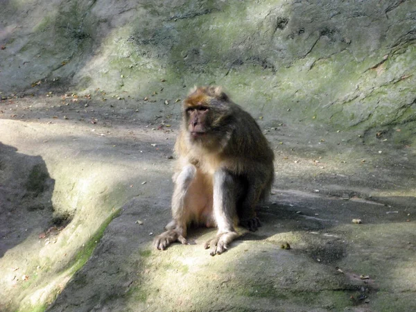 一只狒狒坐在树阴下的岩石上 野生的非洲动物 — 图库照片