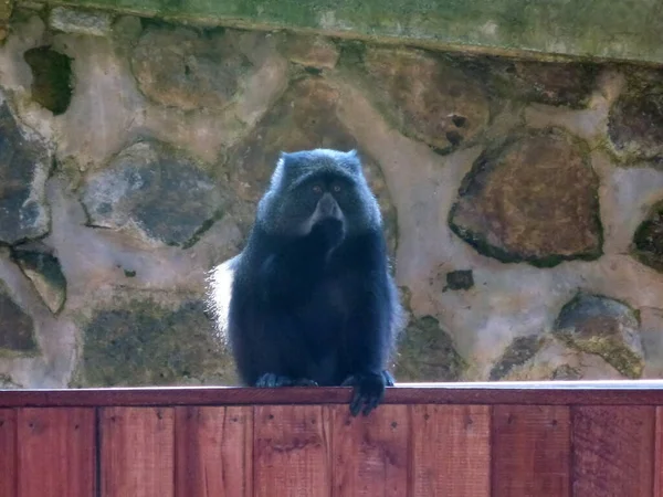 Small Monkey Sits Enclosure Wooden Fence Background Brick Wall Zoo — Stock Photo, Image