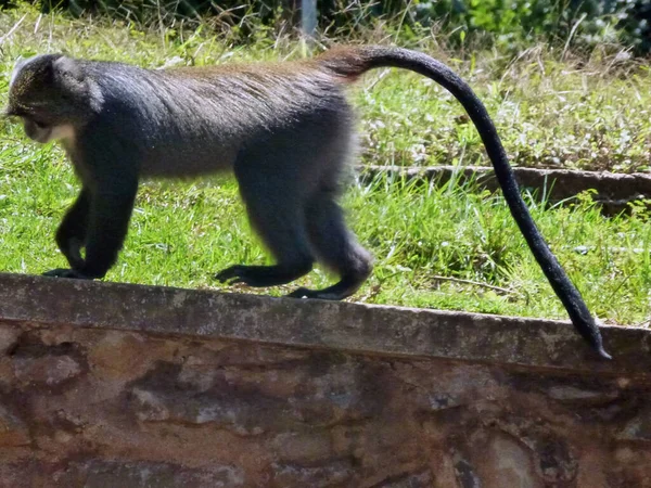 Macaque Monkey Long Tail Walks Brick Fence Background Green Grass — Stock Photo, Image