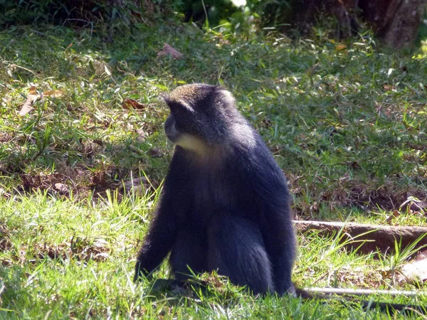 Μια Μακάβρια Μαϊμού Κάθεται Στο Πράσινο Γρασίδι Στον Ήλιο Ζώα — Φωτογραφία Αρχείου