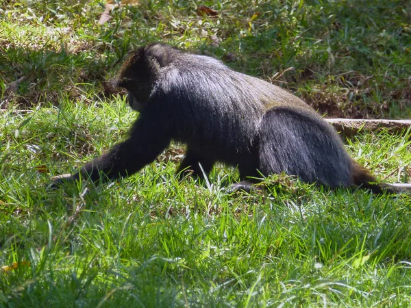 Чорна Мавпа Довгим Хвостом Шукає Щось Зеленій Траві Сонці Тварини — стокове фото