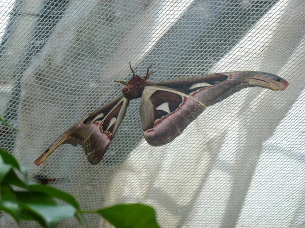 Grand Papillon Lumineux Attacus Atlas Est Assis Sur Gros Plan — Photo
