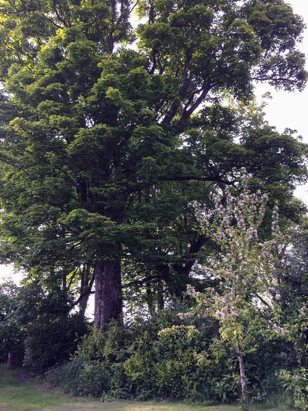 Ett Litet Ungt Blommande Träd Växer Nära Ett Gammalt Spretigt — Stockfoto