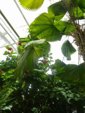 Serada Licuala grandis avuçlarının geniş biçimli yaprakları. Aşağıdan bak. Tropikal iklim ve doğa