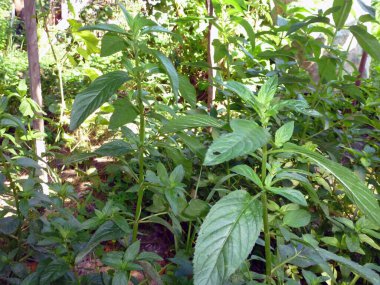 Yoğun yeşil orman çimleri güneşe yakın. Ormanların parlak doğası