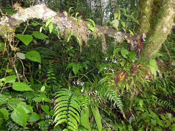 Dense Erba Verde Invaso Alberi Cespugli Una Foresta Remota Natura — Foto Stock