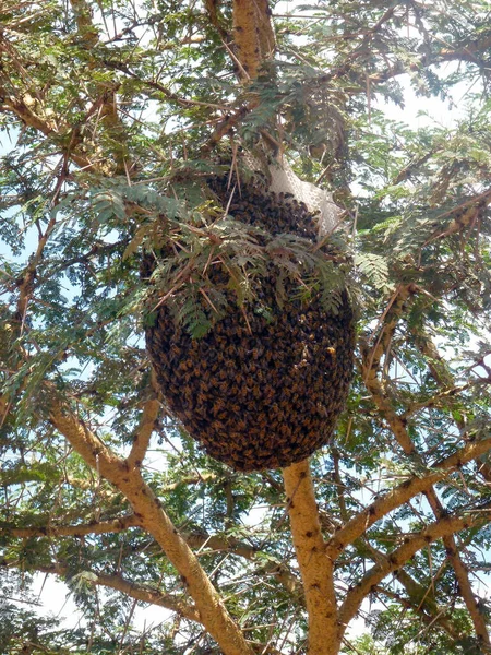 Bee Swarm Colony Branches Tree Form Ball View Significant Danger — Stock Photo, Image