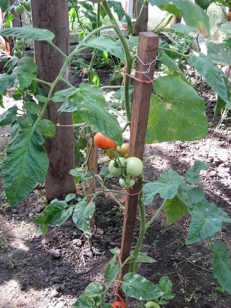 Tomates Maduros Inmaduros Ramas Una Cama Jardín Privada Cosechar Verduras —  Fotos de Stock