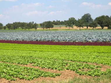 Parlak güneşin altında tarla tarlaları ve marul ve lahana bitkileriyle dolu. Arka planda, küçük bir ormanın ağaçları....