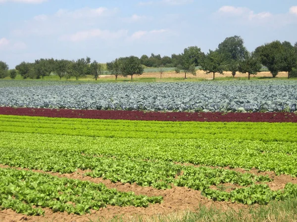 Agricultural field with crop rows of lettuce and cabbage plants under bright sun. In the background, the trees of a small forest.