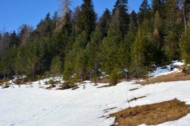Karla kaplı bir kış çam ormanının kenarı parlak mavi bir gökyüzünün arka planına karşı güneş tarafından aydınlatılır.