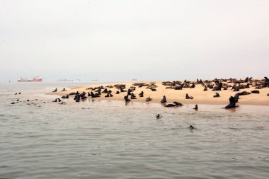 Deniz kenarındaki kumlu bir sahilde gökyüzünün arka planına karşı bir deniz aslanı kolonisi. Arka planda uzak gemiler