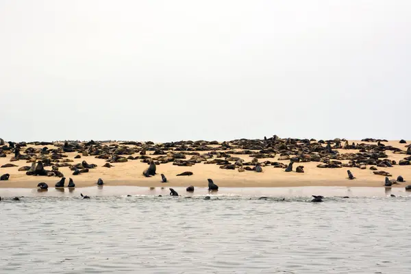 Uma Grande Colônia Leões Marinhos Repousa Uma Praia Areia Junto — Fotografia de Stock