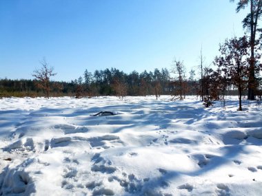 Kış ormanlarında, ağaçların arasında birçok hayvan ve insan izi vardır.