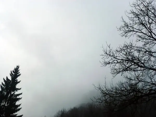 厚い霧の下で 葉のない枝のある裸の木 グロミー神秘的な風景 碑文を挿入する場所があります — ストック写真