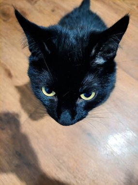 Siyah güzel kedi yalvaran gözlerle bakıyor. Yukarıdan bak. Arkaplan bulanık