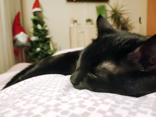 Hermoso Gato Negro Está Durmiendo Una Cama Sobre Una Manta — Foto de Stock
