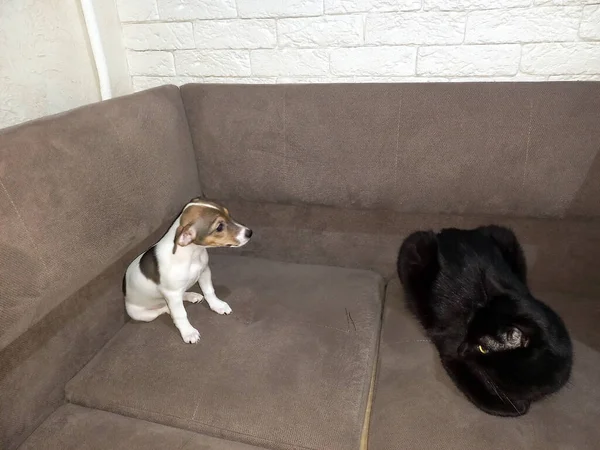 Jack Russell Terrier Welpe Hund Und Schwarze Katze Sitzen Auf — Stockfoto