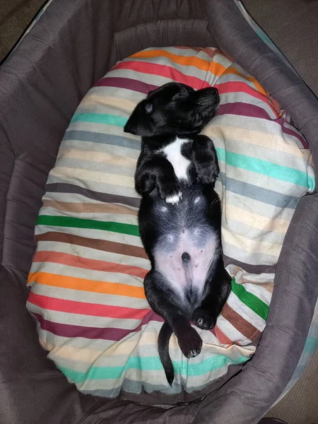 Egy Fekete Kutyakölyök Alszik Hátán Színes Kanapéján — Stock Fotó