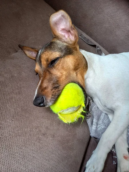 stock image A young beautiful jack russell puppy fell asleep with a tennis ball in his mouth. Pet on the couch