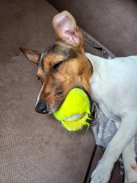 Seekor Anak Anjing Jack Russell Jatuh Tertidur Dengan Bola Tenis Stok Gambar Bebas Royalti