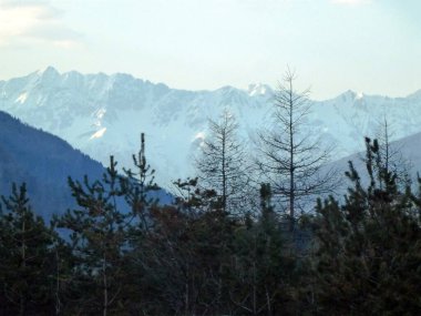 Çam ağaçlarının arasından karlı yamaçlara ve ormanlarla kaplı dağlara bak.