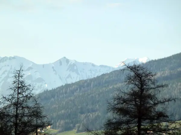 雪と森に覆われた山の斜面にスプルースツリーを通して見る — ストック写真