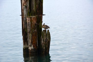 Bir deniz ördeği dalgaların arasında bir deniz iskelesinin ahşap direklerinde oturur. Soğuk kış manzarası