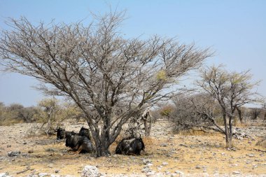 Bazı antiloplar, kurak yapraksız bir ağacın gölgesinde, ulusal bir rezerv olan mavi gökyüzüne karşı uzanıyorlar.