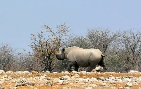 A large rhino walking on rocky ground in a national nature reserve against a background of dry trees in a natural wild environment