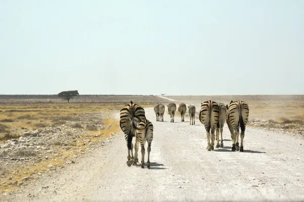 Several zebras walk on a rocky road in perspective in a national nature reserve in a natural wild environment under a clear sky