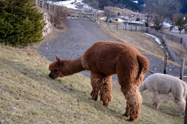 İki alpaka hayvanı bir alpaka çiftliğinde bir hayvan kulübesi ve otların arka planında yürüyorlar. Yan görünüm