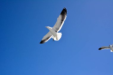 İki martı açık mavi gökyüzünün arka planında uçar. Aşağıdan görüntüle