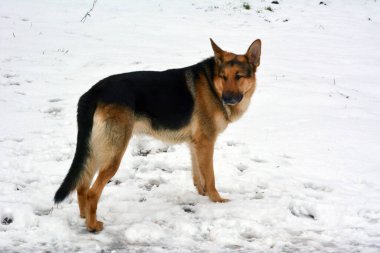 Yetişkin bir Alman çoban köpeği kışın beyaz karda yürür.