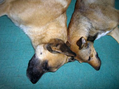 İki safkan evcil köpek bir halıya uzanıyor ve sırtüstü yatıyorlar. Yukarıdan görüntüle