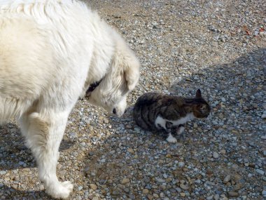 Evcil bir kedi ve bir köpek güneşteki çakıl taşlarının üzerinde yürüyorlar.